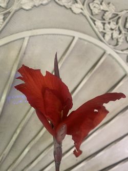Red Canna Lilly Plant Flower 