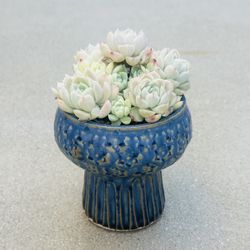 Succulents plants （Echeveria elegans'alba'）