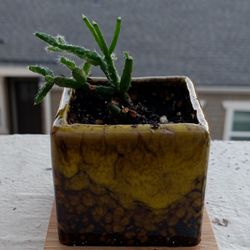 Dancing Bone Cactus (Tiny Plant)