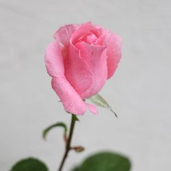 Live Blooming Rose Plant 1-gal Beautiful Bright Pink Color