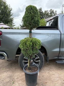 Blue Point Juniper 2 ball tree