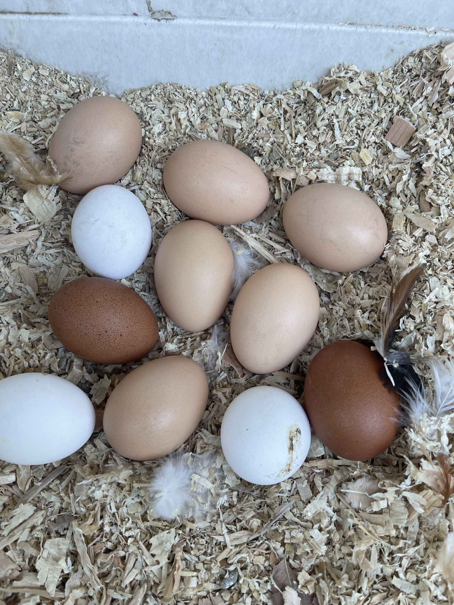 Fresh Eggs