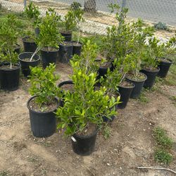 Ficus Plants