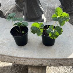 Everbearing Strawberry Plant