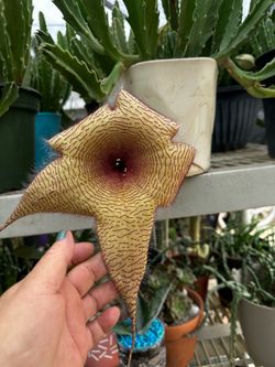 Planta Stapelia gigante
