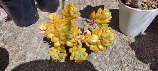 succulent plant