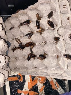 Dubias Roaches