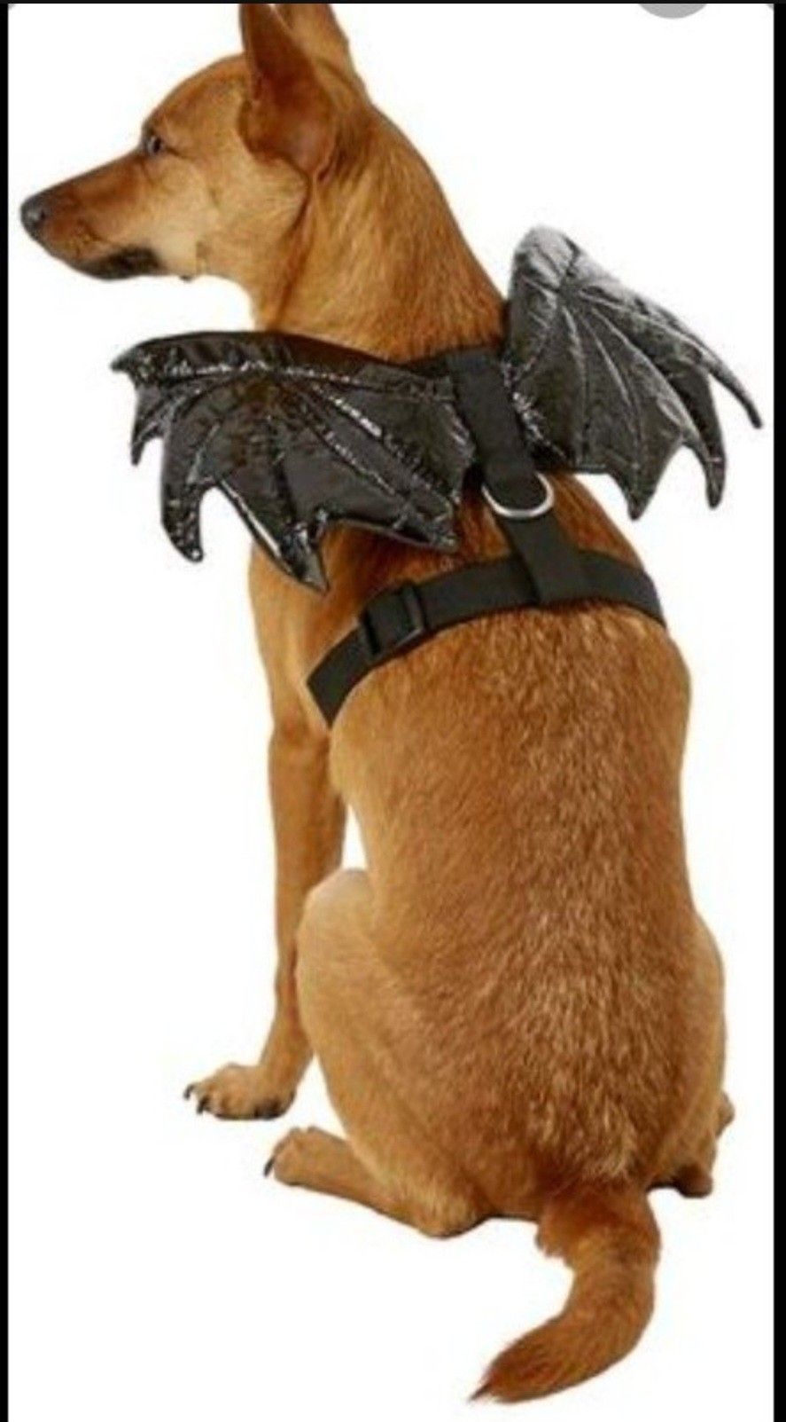 Halloween Dog Harness With Leash Bat Wings