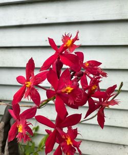 Orchid