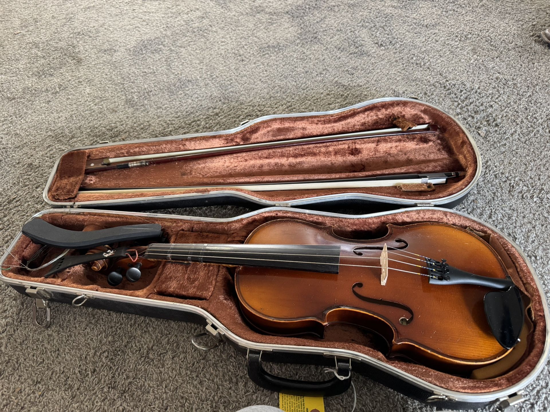 Viola