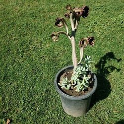 Succulents