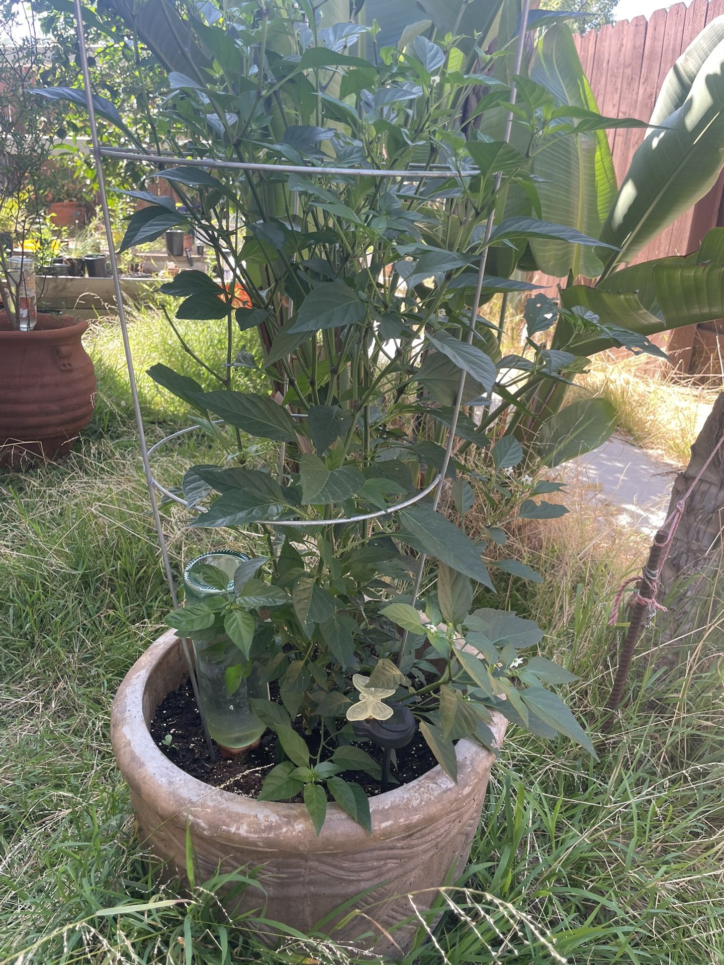 CHILTEPIN Plants ! CHILTEPIN Plants !!