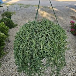 Dendrophorbium Peregrinum Succulent, Beautiful And Healthy HANGING BASKETS PLANTS ARRIVED. $14 each
