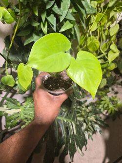 Monstera Lemon Lime