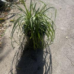 Pony Tail Palm Plant I Have Nice Plant For $15