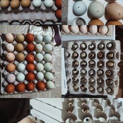 Farm Fresh  Eggs Huevos Frescos