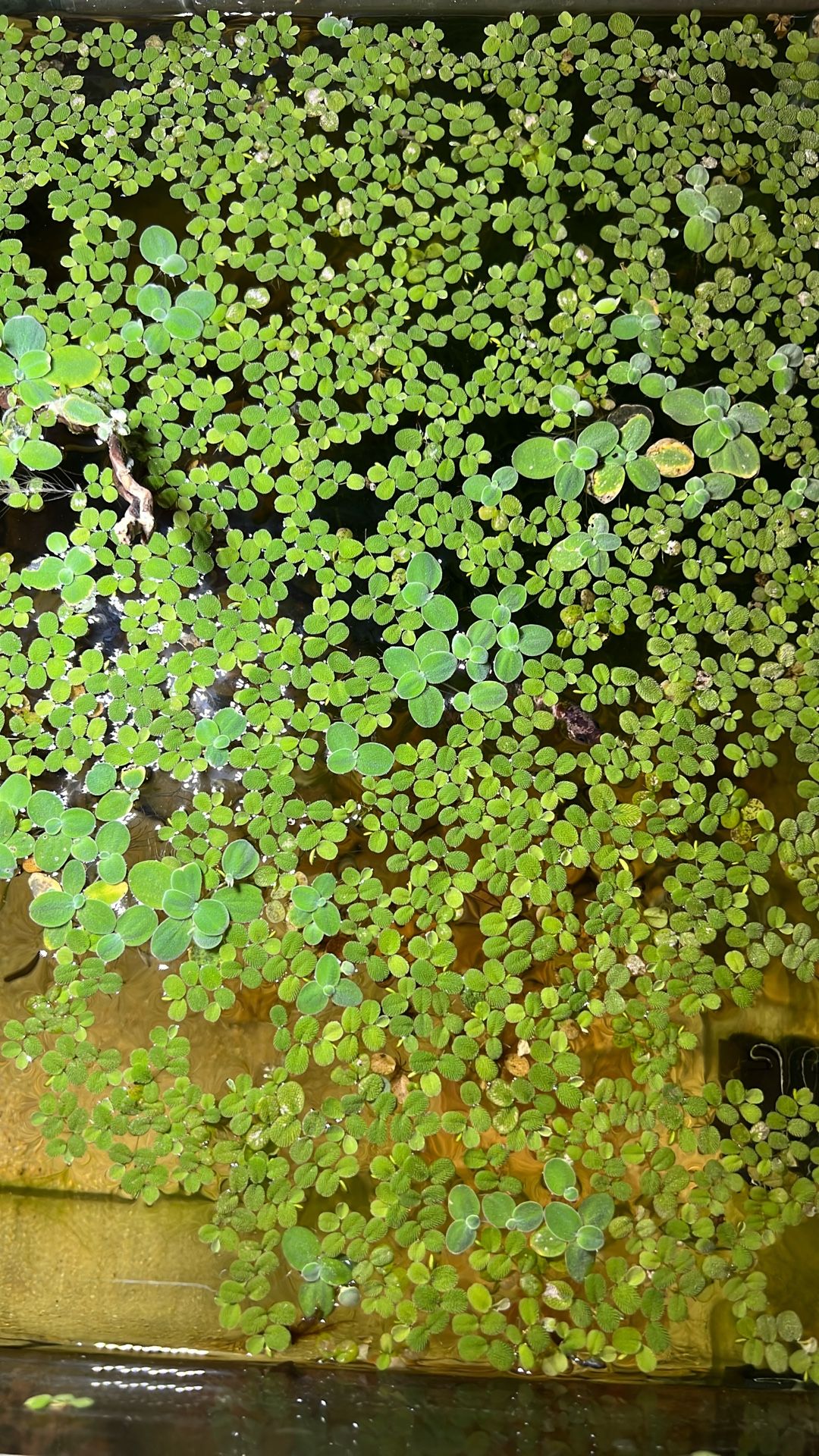 Floating Aquarium Plants