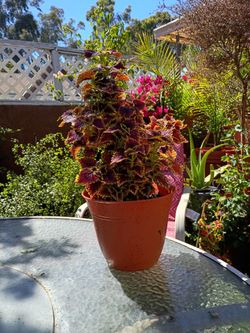Coleus