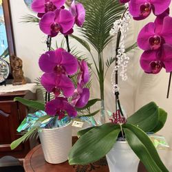 Beautiful Orchids for Sale! Gifts For Mother’s Day! Gifts For Birthday! Or Just For Yourself! 