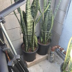 Snake Plants