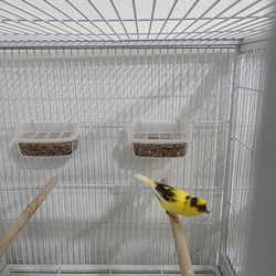 🌟 Spanish Timbrado Canaries for Sale - Ready to Breed & Sing! 🎶