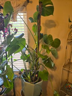 Large Monstera Deliciosa