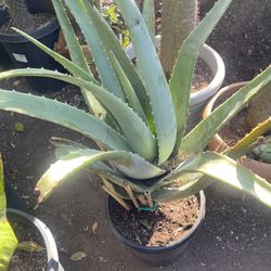 Aloe Vera Plant $28 each 