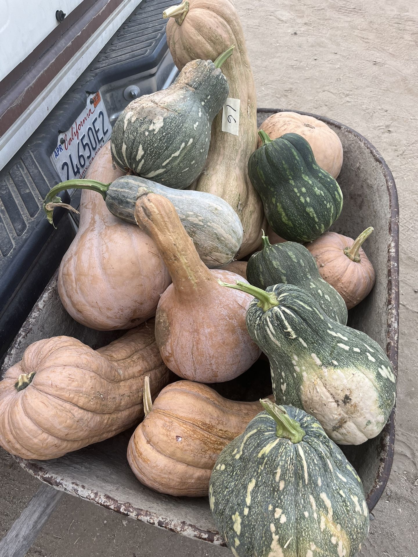Calabazas A La Lenta Precio Según El Tamaño 