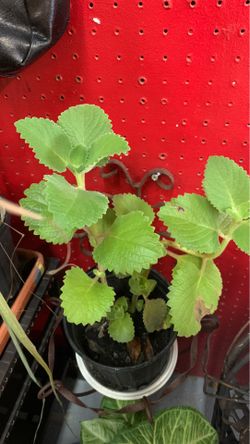 Spanish thyme/oregano Bruno