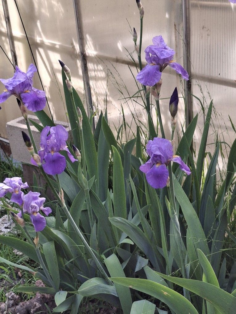 Iris Bulbs