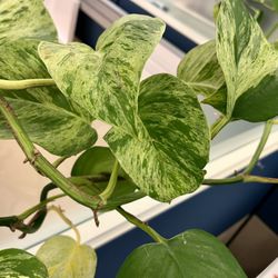 Pothos Aka Money Plant And Spider plant