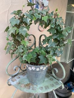 Beautiful live Ivy wreath plant