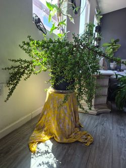 Portulaca (Elephant Food)