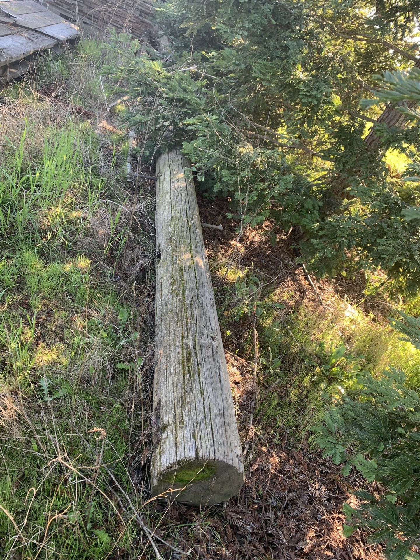 Telephone Pole