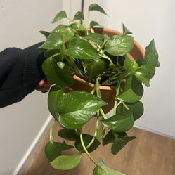 Hanging Pathos Plant 3” Pot