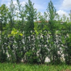 Spectacular Podocarpus Plants For Inmediate Privacy !!! 6 Feet Tall!!! Fertilized 