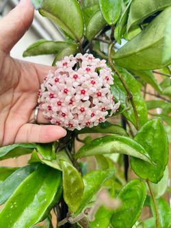 🌺 Blooming Heirloom Hoya Carnosa 5 ft tall