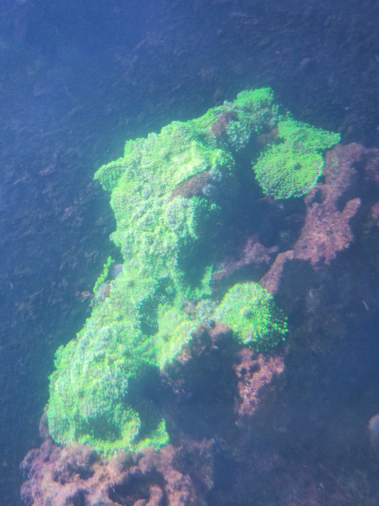 neon green mushroom colony