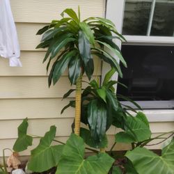 Indoor Decoration Plants Palm Trees 