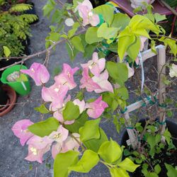 Large Bougainvillea Trellised 16" pot