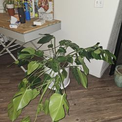 Monstera Plant