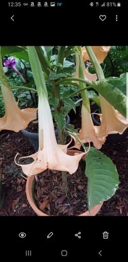 Variegated angel tumpet