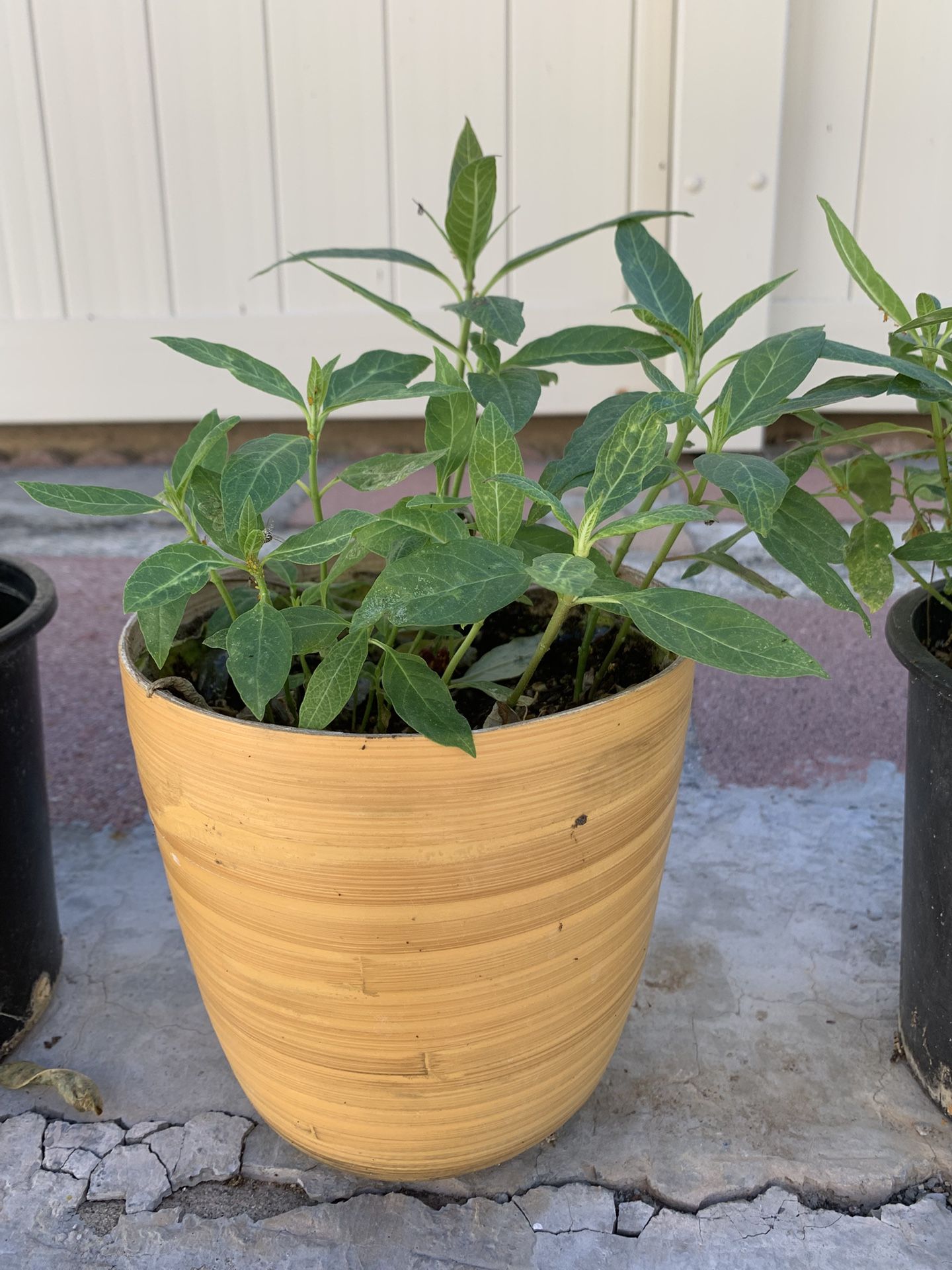 Milkweed Butterfly Plants