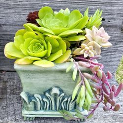 Mothers Day Gift!! Succulent Arrangements 