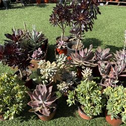 Variety Of Succulents Plants 