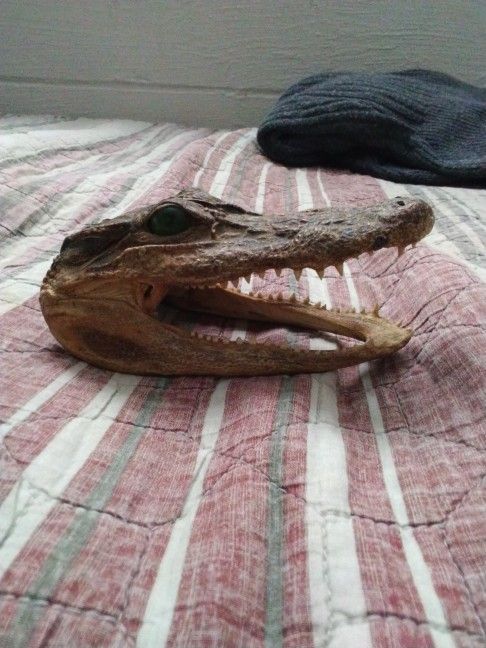 Real Alligator Head