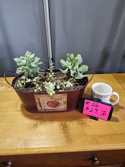 Plants For Sale
