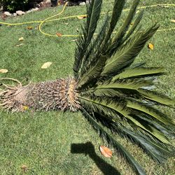 Beautiful Sago Palm Cheap !! 