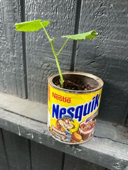 Cucumber plant 4”