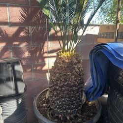 Sago Palm Plant For Sale